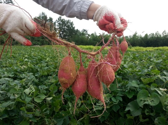 영농도우미 지원사업