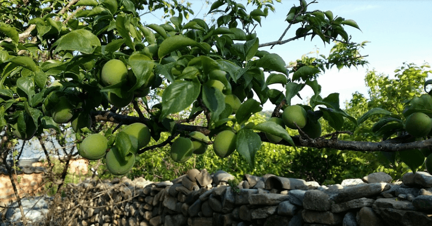 염증에 좋은 차를 만들 수 있는 매실이 나무에 열려 있다