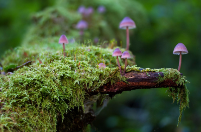 ‘작은 숲’이 도시에서 중요한 이유: 미세먼지, 열섬 현상, 정서 안정까지