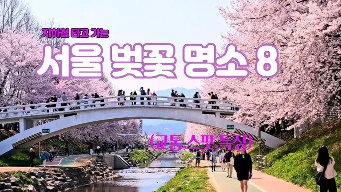 서울 벚꽃 명소 추천 베스트10_9