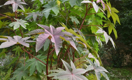 가을에 피는 꽃 아주까리