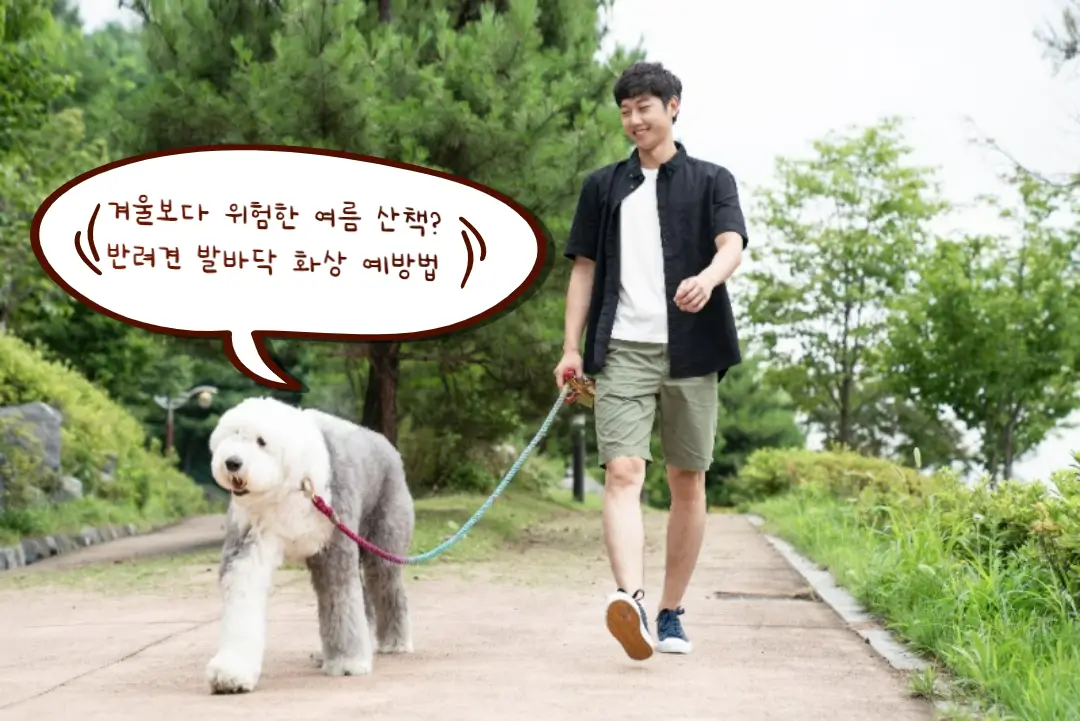 겨울보다 위험한 여름 산책? 반려견 발바닥 화상 예방법