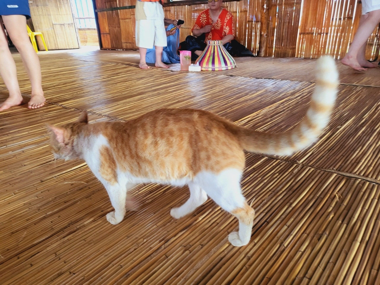 코타키나발루반딧불투어 위치 섬투어 자유여행