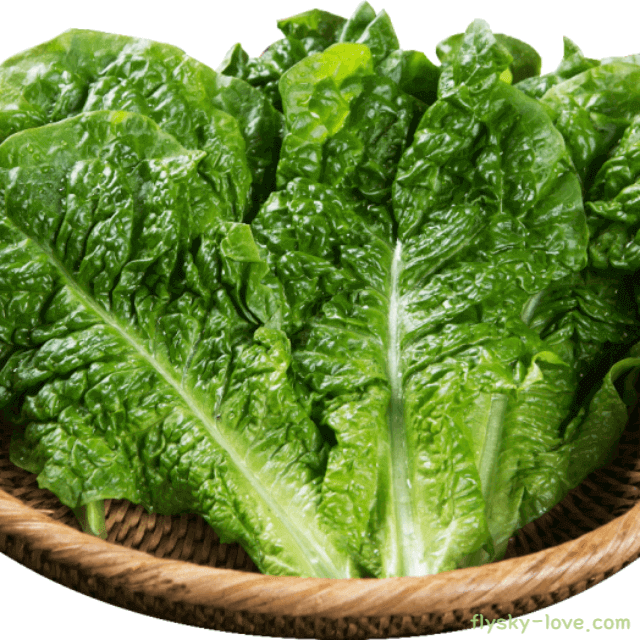 변비해소에 효과적인 상추