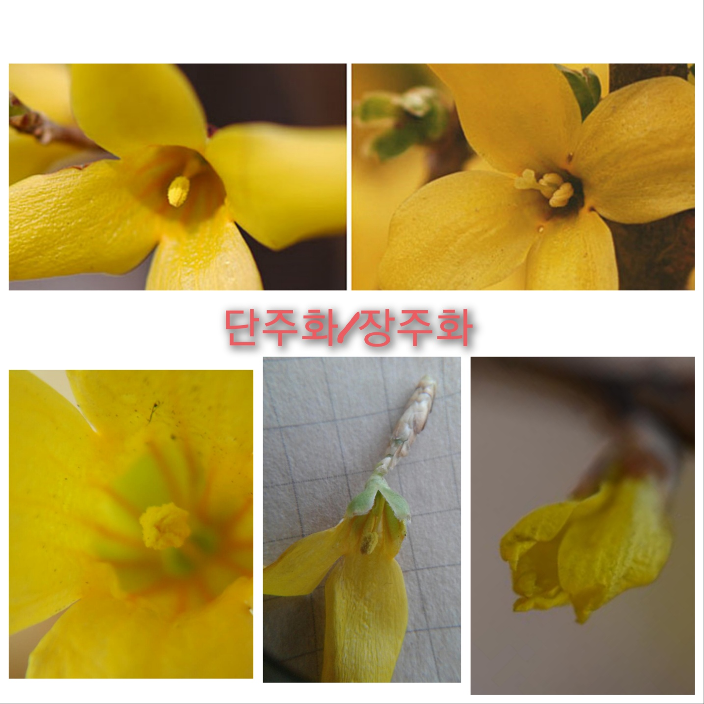 개나리 단주화-장주화비교
