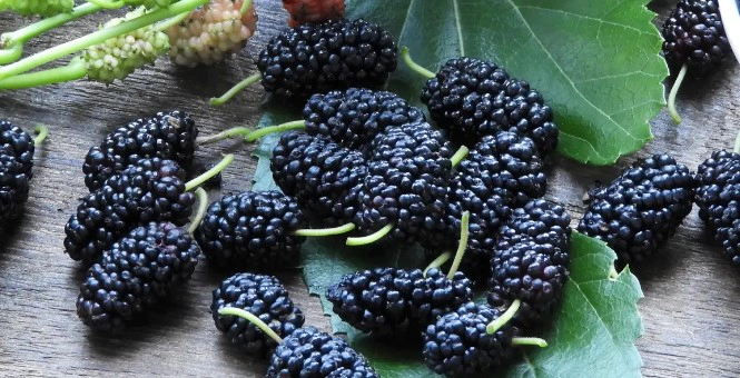 오디의효능 8가지