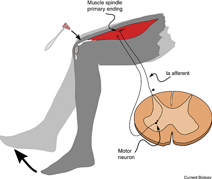 5. 무릎 반사의 감소