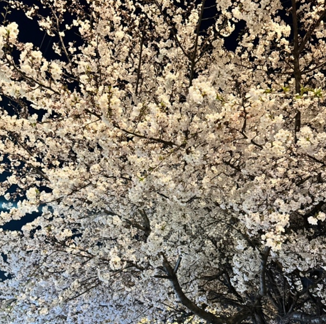 서울 벚꽃 명소 추천 베스트10 여의도 윤중로 석촌호수 서울숲 경희대학교 캠퍼스 남산공원 & 남산도서관 앞 창경궁 양재천 북서울 꿈의숲 안양천 벚꽃길 한성대입구 낙산공원