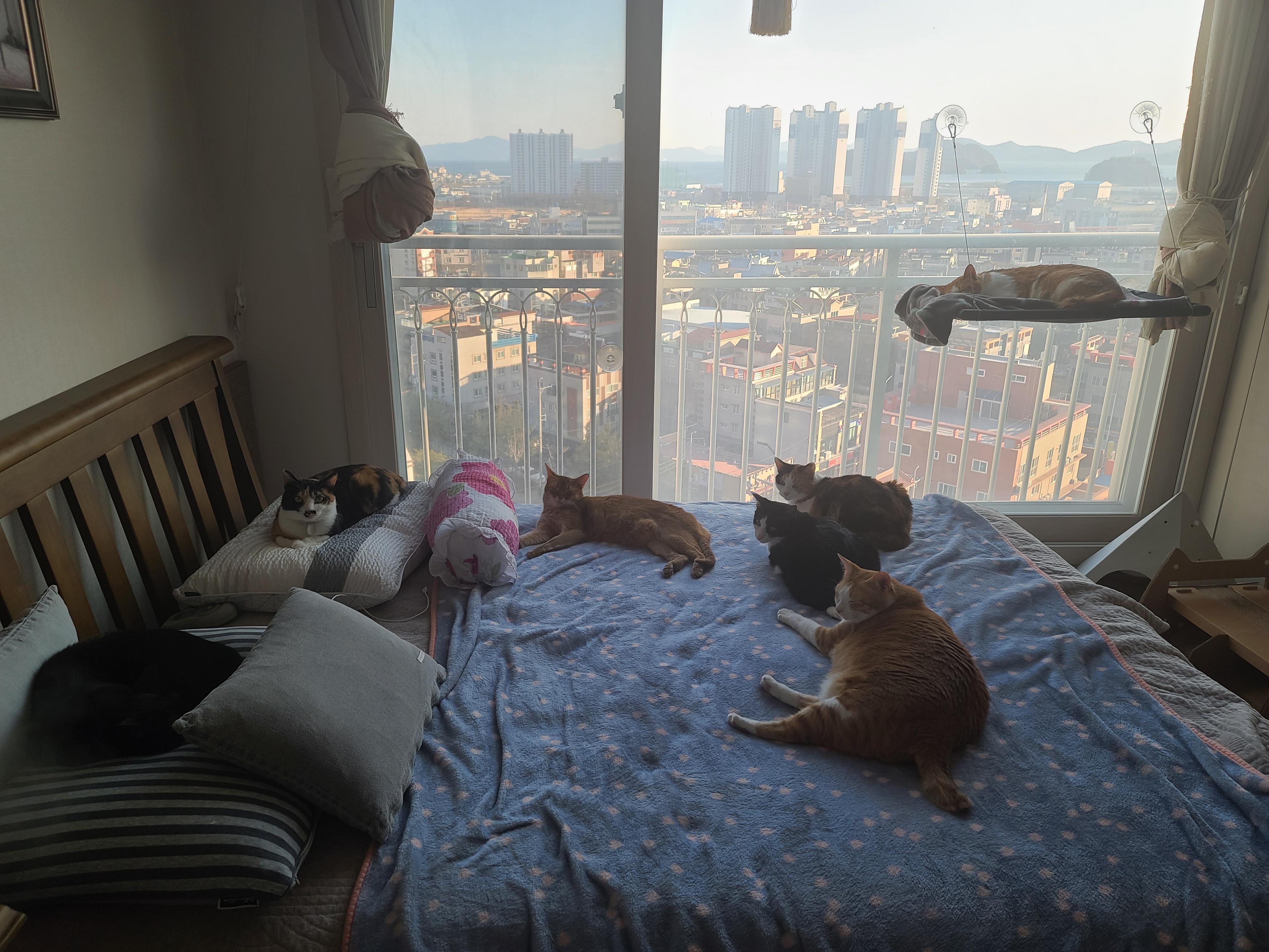 잔망스럽고 애교많은 내고양이들.