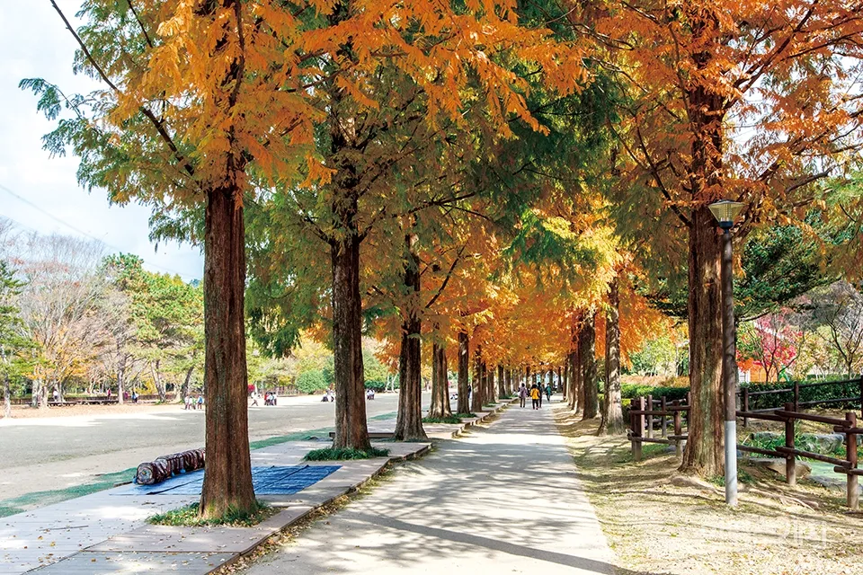 경상남도 수목원 5월의 꽃 관음죽꽃 핑퐁나무 황금자주달개비 마가렛 만첩빈도리 자란 크레이프자스민_2