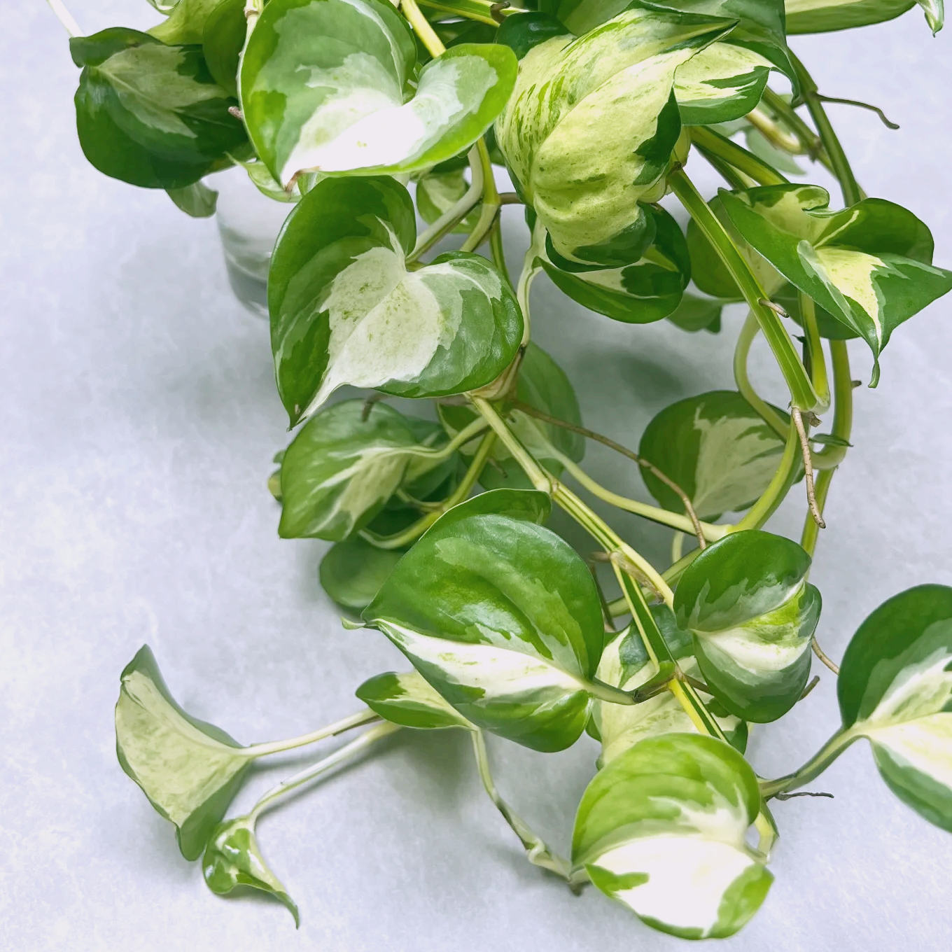 키우기 쉬운 식물