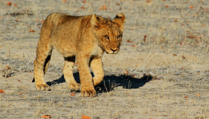 사자꿈 상황별 해몽