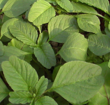 비름나물의 효능 부작용 고르는법 먹는법