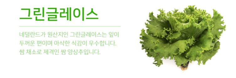생방송투데이 환승직업 두 번째 인생 충주 쌈 채소 농장 웰팜이에이씨 쌈채소 스마트스토어 주문방법