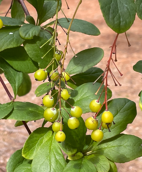 매자나무 열매2