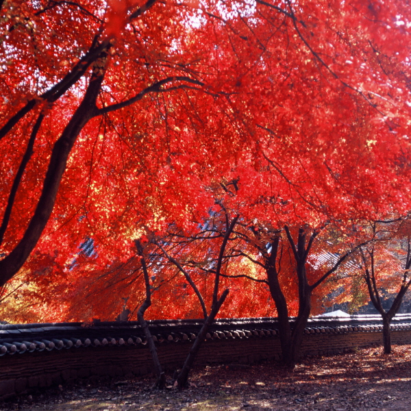 마곡사 가을 단풍 사진