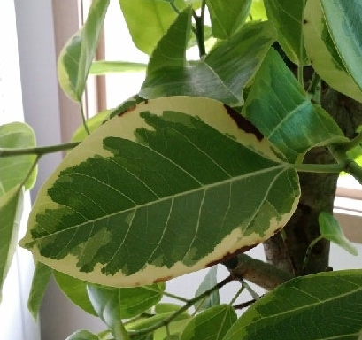 뱅갈고무나무 잎 시들