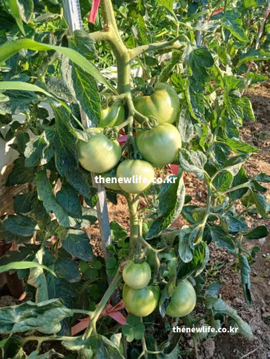토마토 효능 성질 제철