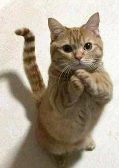 황색-고양이가-두-발을-비비며-용서를-구하는-모습