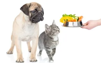 개 고양이 트라조돈 약물 사용 가이드와 주의사항 정리_8