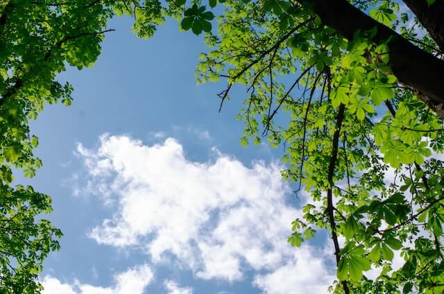 나무들 사이로 보이는 하늘