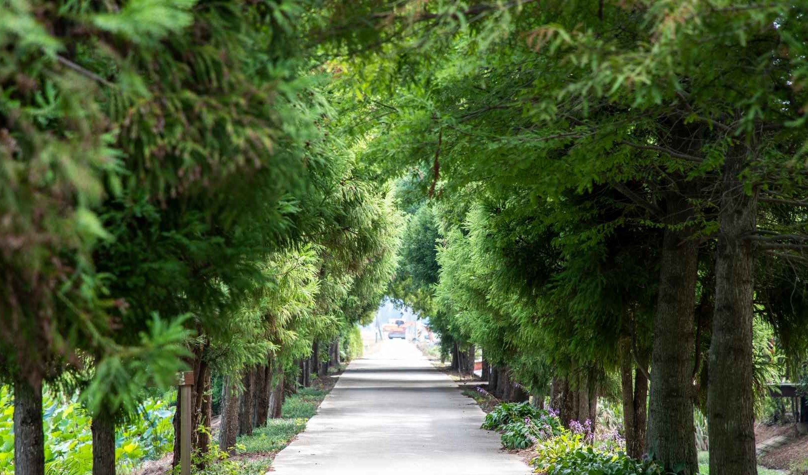 태안연꽃축제 메타세쿼이아길