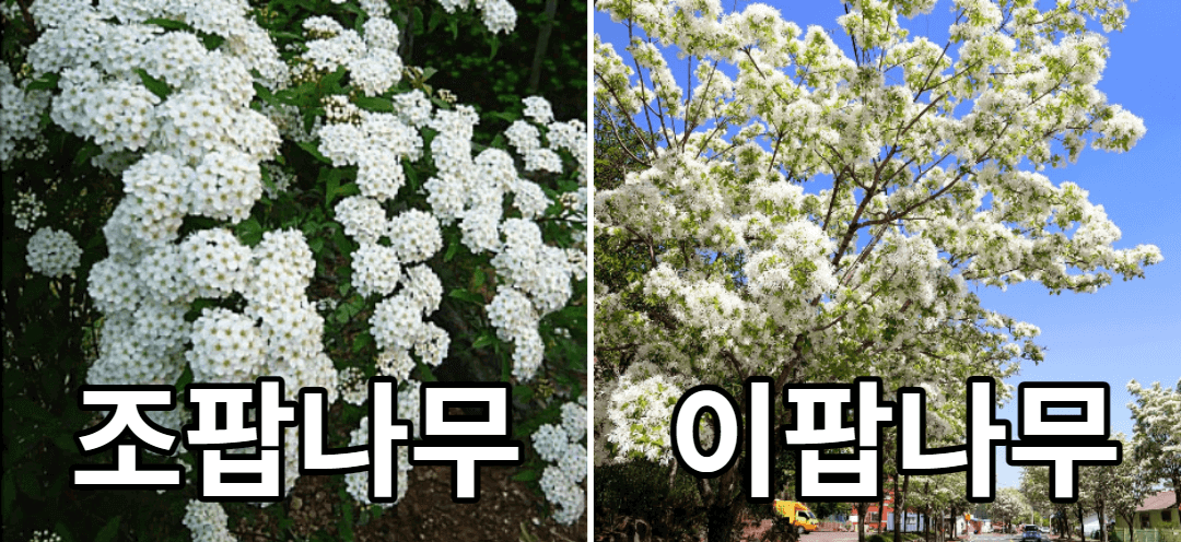 조팝나무와 이팝나무 차이