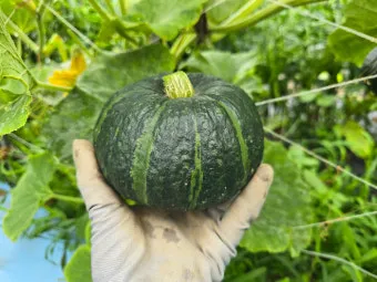 단호박 재배 직파 요령 덩굴 유인 당도 관리_7