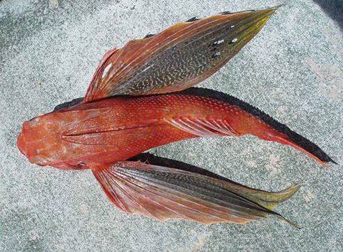 별쭉지성대