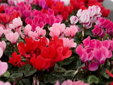 겨울 꽃 시클라멘