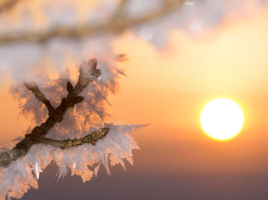 해 지는 저녁&amp;#44; 노을이 나무에 비친 모습
