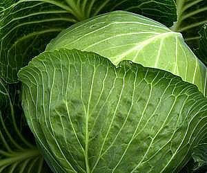 양배추
