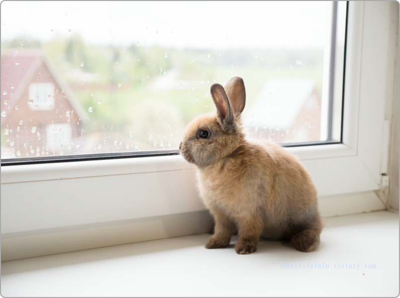 12간지 순서 띠별 성향 토끼
