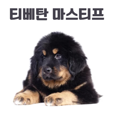 티베탄 마스티프 사진