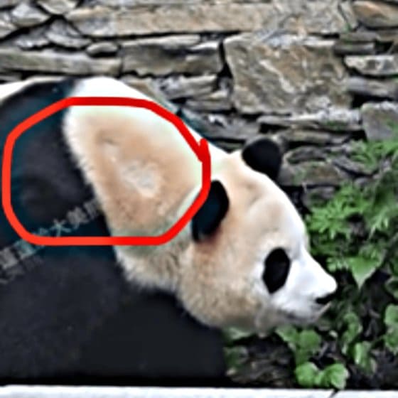 푸바오 최근 근황 탈모