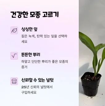 모종 고르는 법 줄기 굵기 잎색 뿌리상태 병해 흔적 확인_15