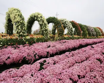 연천 국화축제_23