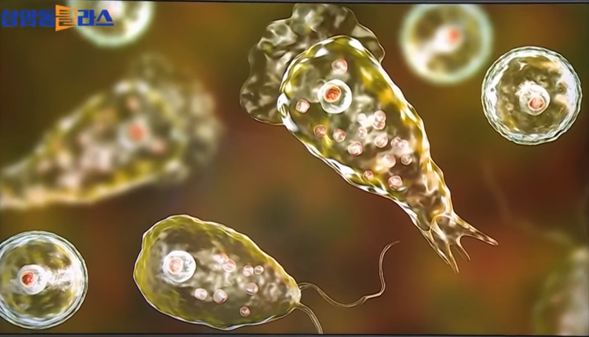 뇌먹는 아메바 관련 사진