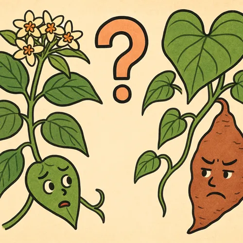 박주가리 하수오 구별법과 판별 기준19