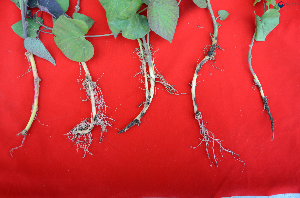 고구마 검은무늬병