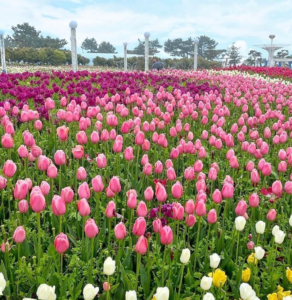 태안 세계튤립박람회 소식 관련사진