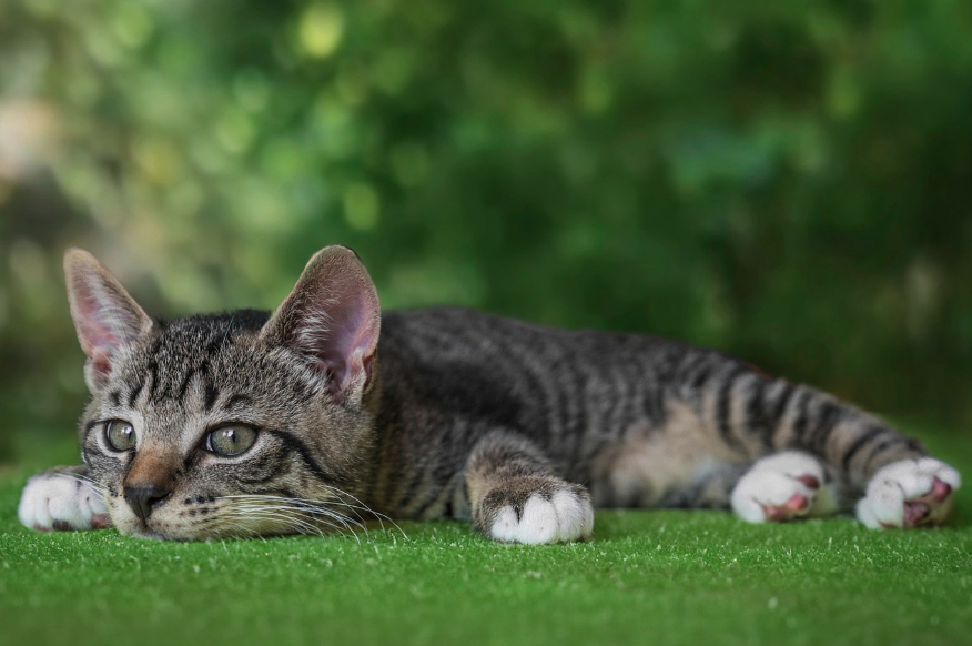 고양이생체리듬