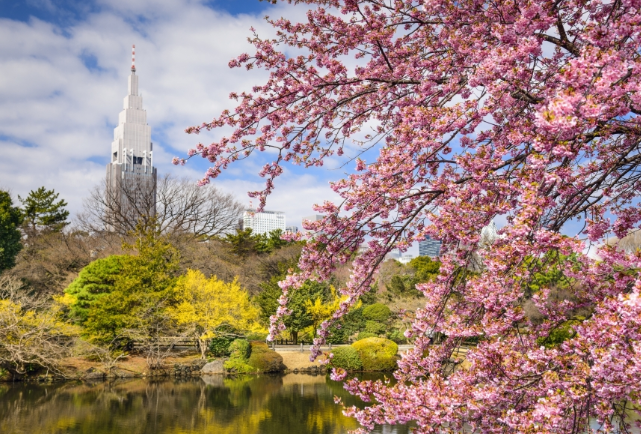 도쿄 벚꽃