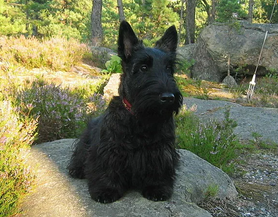 스코티시 테리어