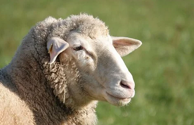 먼곳을0바라보는-양