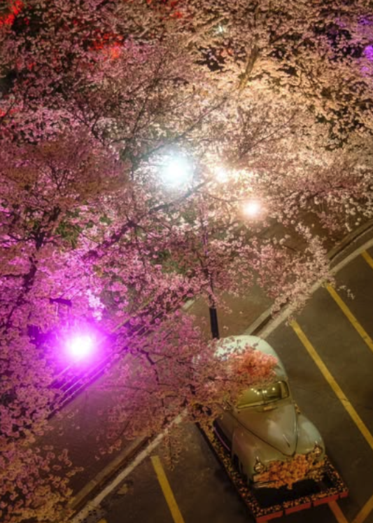 대구 이월드 벚꽃 축제