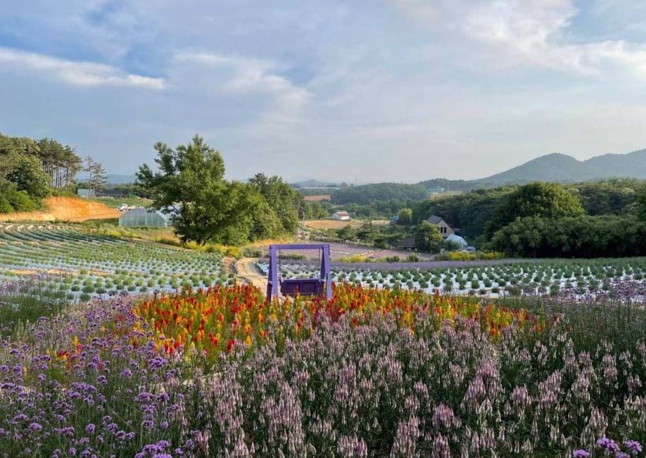 고창청농원 라벤더 축제