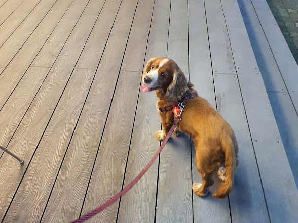 강아지를 기를땐 책임감있게