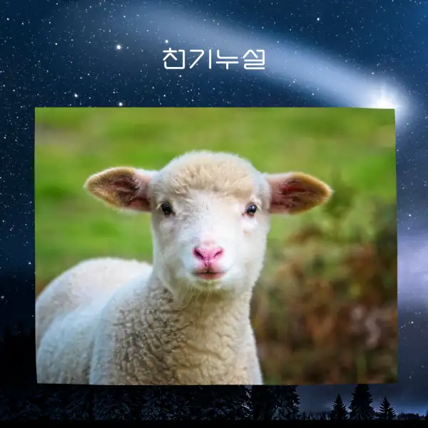 양이 나오는 꿈해몽