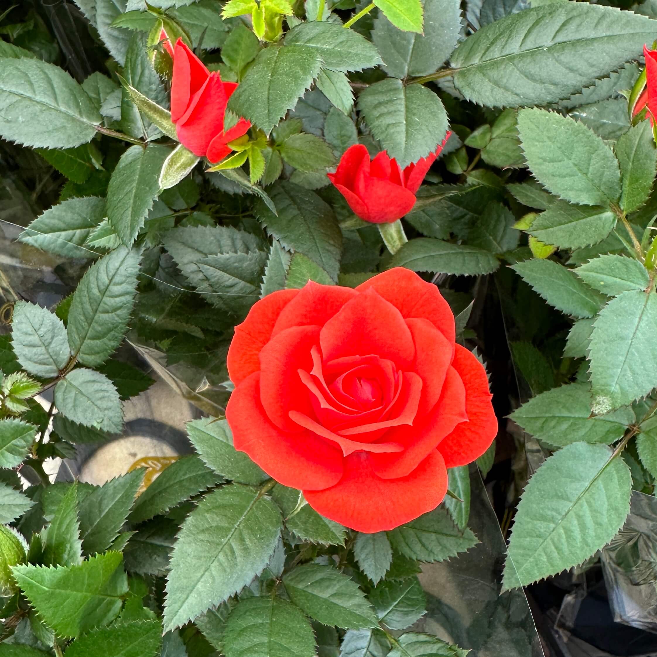 장미꽃 묘목 모종 키우는 방법